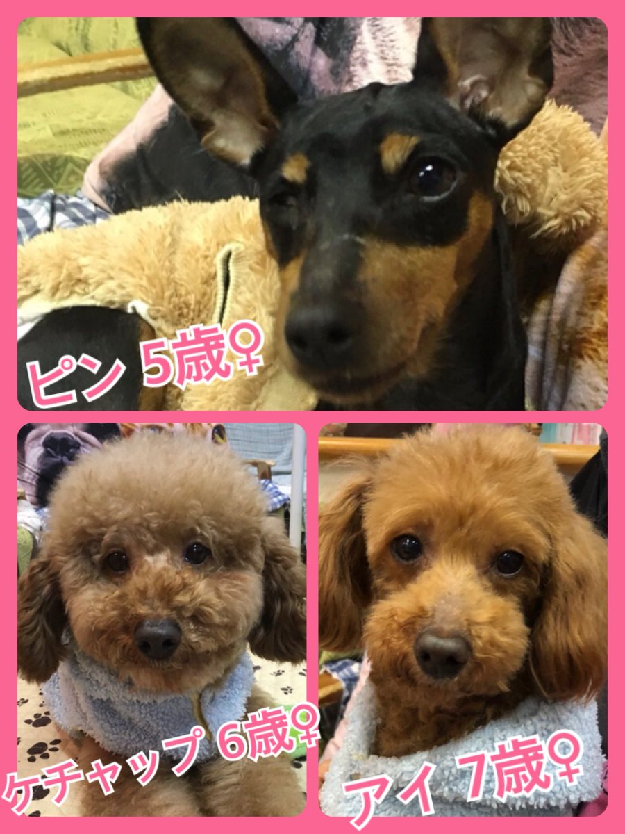 🐾今日の里親様募集中ワンコ🐶メンバーです🐾2019,1,13